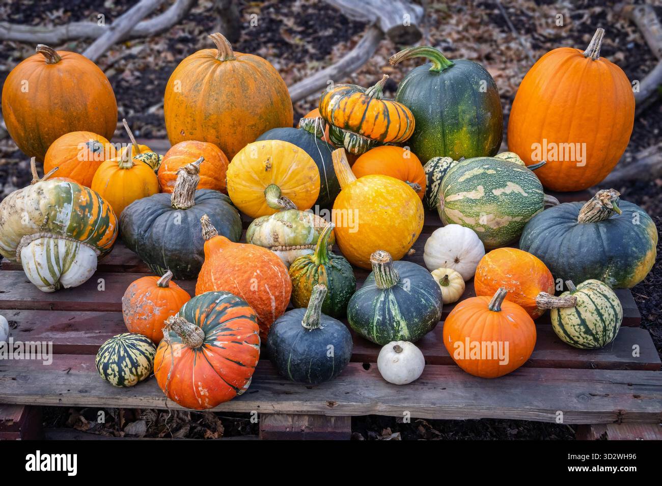 Colorate pumkins pronte per essere mangiate. ricco di sostanze nutritive come fibre e vitamine per l'uso in un'ampia gamma di piatti dolci e salati. Foto Stock
