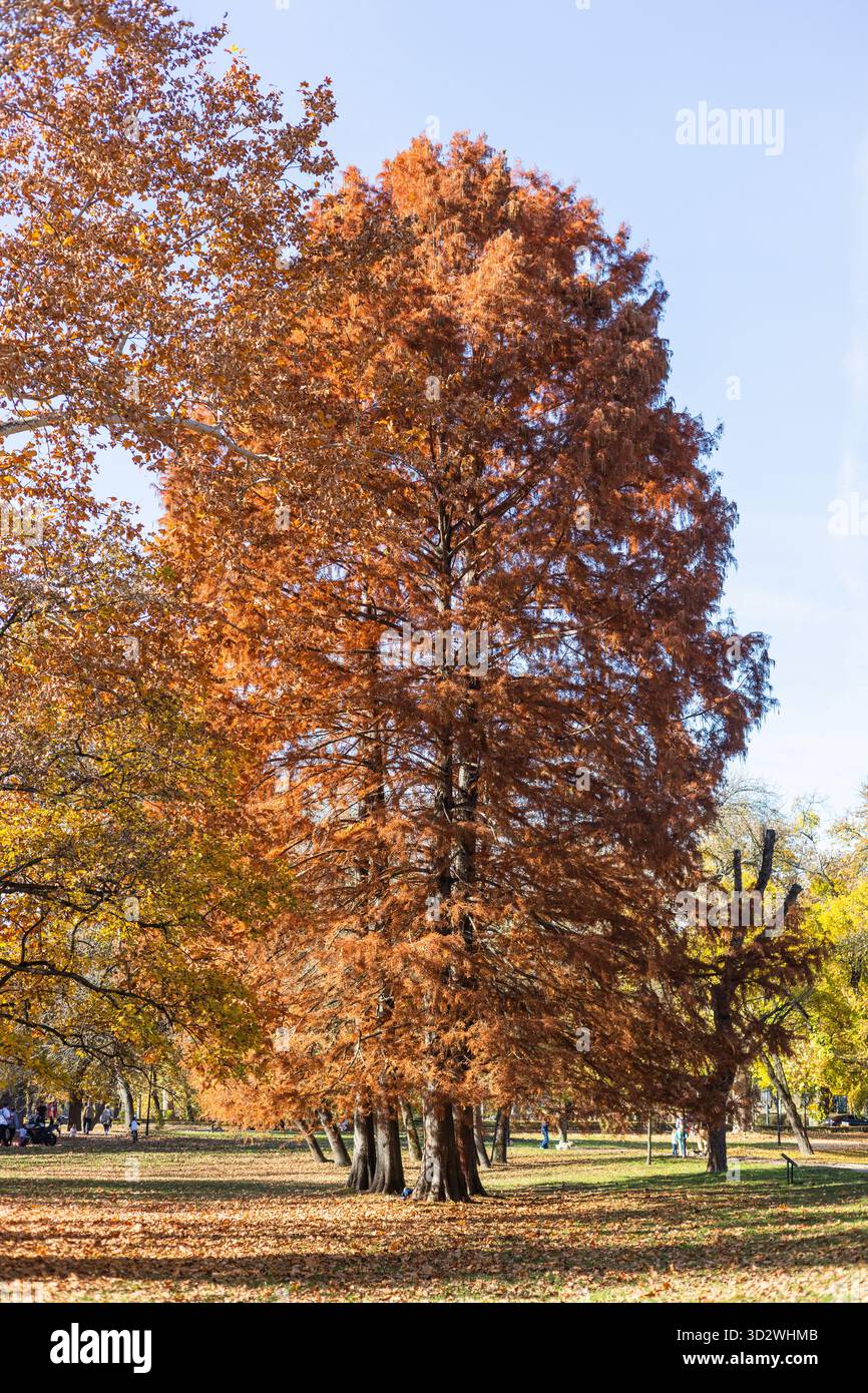 Un alto cipresso calvo deciduo mostra il suo caratteristico fogliame autunnale arancio-marrone in un parco. Foto Stock