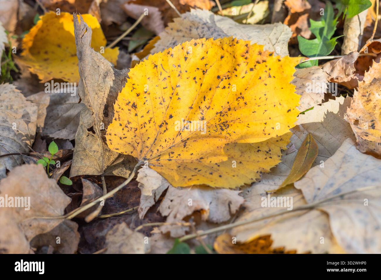 Una foglia autunnale di colore giallo brillante ricoperta da macchie scure si trova su un letto di foglie marroni secche in una foresta soleggiata. Foto Stock