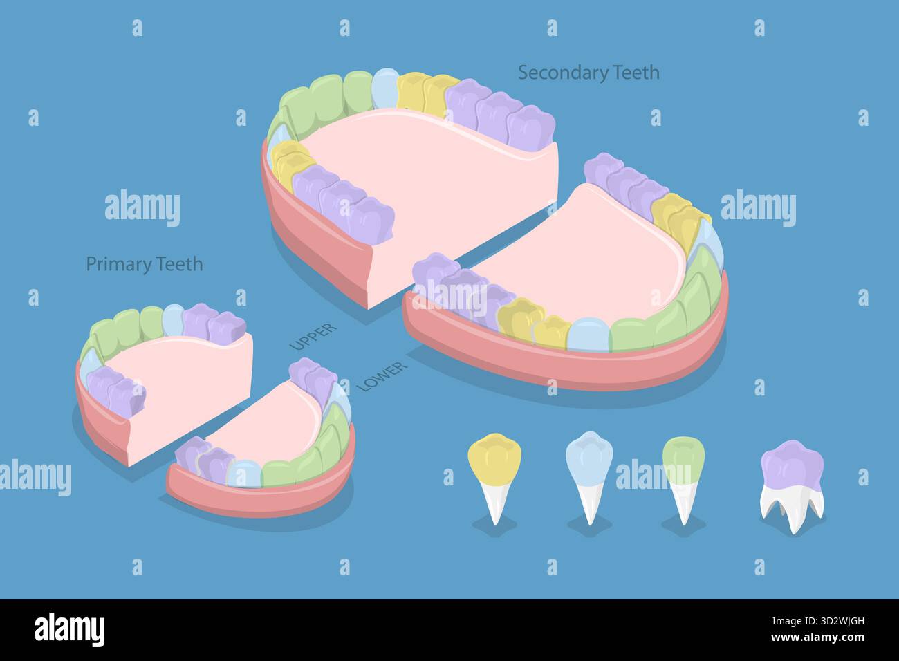 Illustrazione concettuale piatta isometrica 3D dei tipi di denti, Schema educativo illustrazione concettuale piatta isometrica 3D dei tipi di denti, Schema educativo Foto Stock