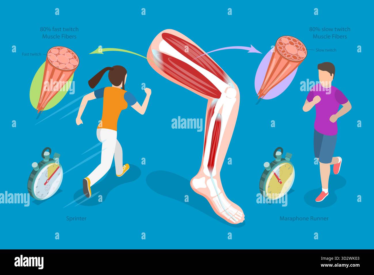Illustrazione concettuale piatta isometrica 3D dei tipi di fibre muscolari, struttura muscolare scheletrica illustrazione concettuale piatta isometrica 3D dei tipi di fibre muscolari, struttura muscolare scheletrica Foto Stock
