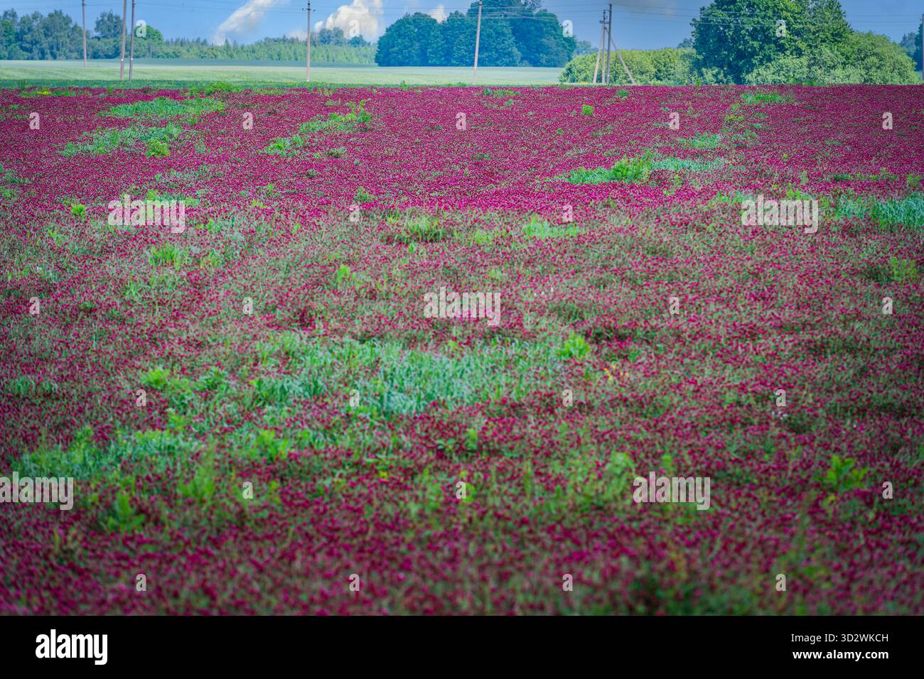 Primo piano di fiori di trifoglio viola in fiore, evidenziando i petali delicati e la texture naturale in un campo verde Foto Stock