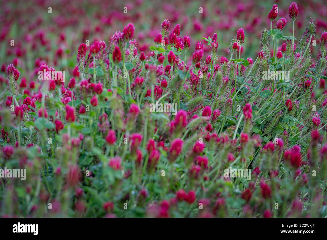 Primo piano di fiori di trifoglio viola in fiore, evidenziando i petali delicati e la texture naturale in un campo verde Foto Stock