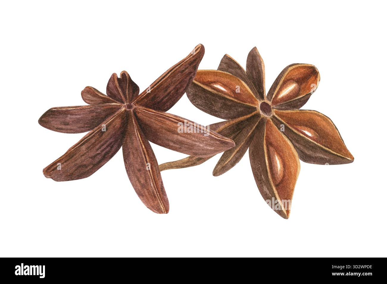 Illustrazione ad acquerello con due cialde marrone Star Anise su sfondo isolato. Semi badiani dal delicato aroma speziato. Ingredienti da cucina per l'arredamento del menu Foto Stock