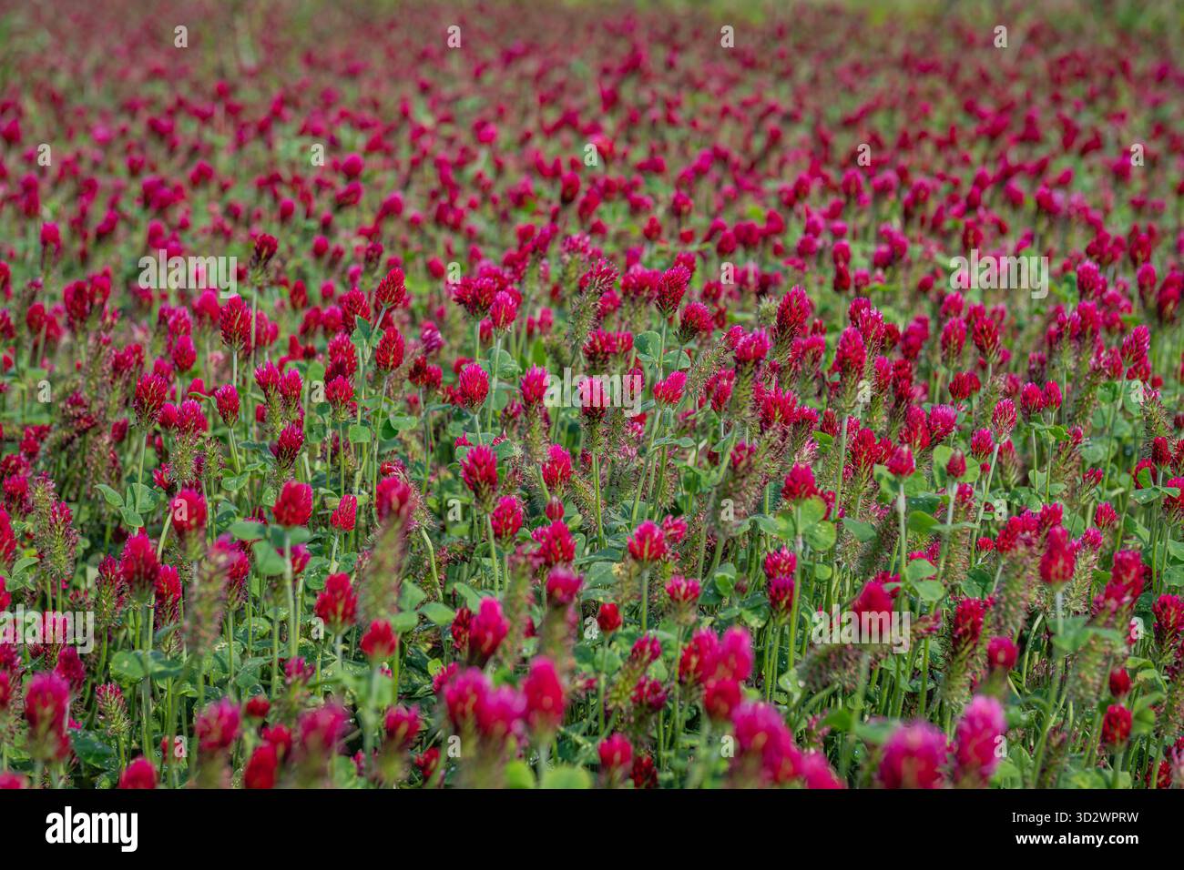 Primo piano di fiori di trifoglio viola in fiore, evidenziando i petali delicati e la texture naturale in un campo verde Foto Stock
