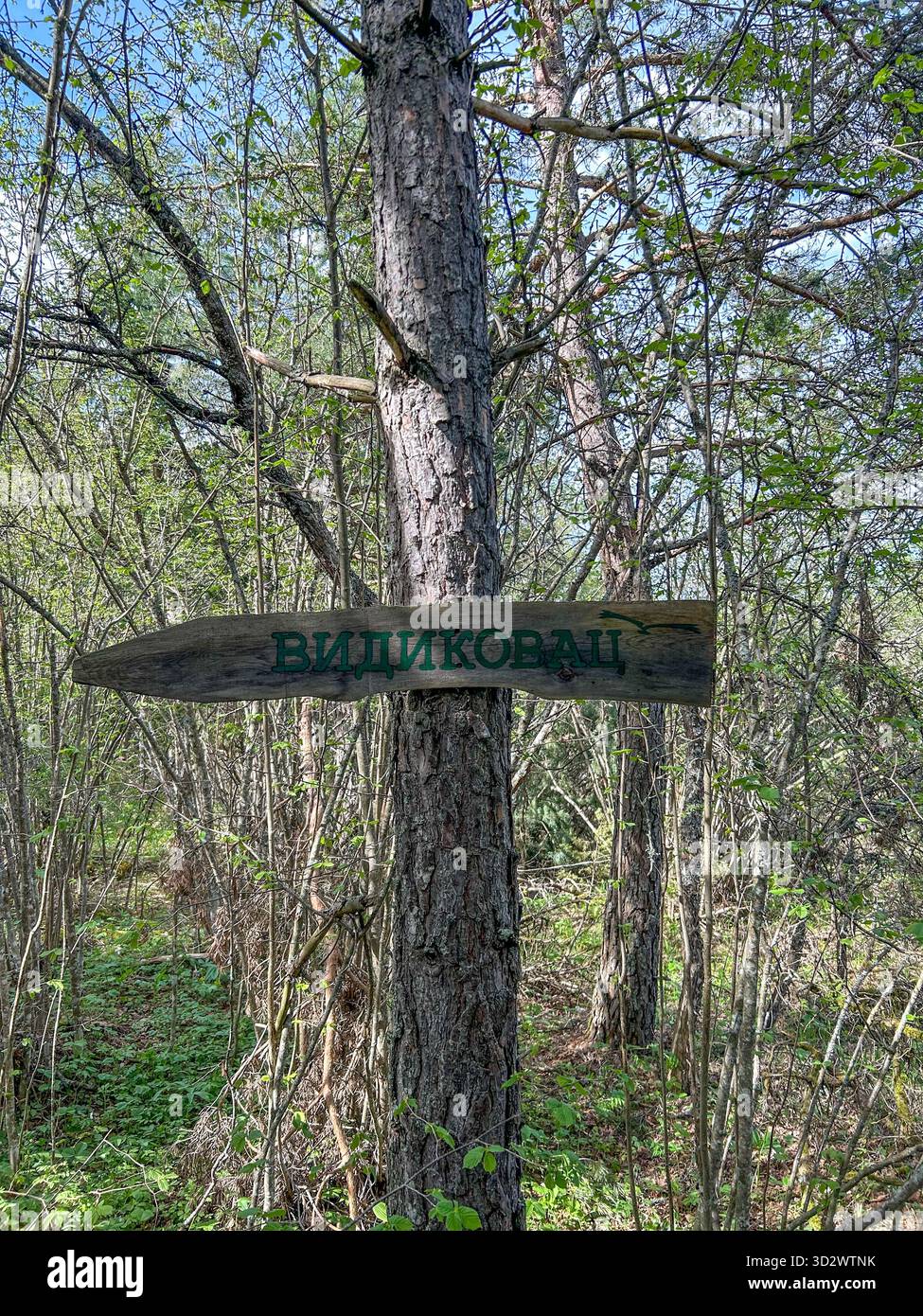 Cartello in legno con la parola "Vidikovac" (punto di osservazione) in cirillico, montato su un albero in una lussureggiante foresta verde in una giornata di sole. - Immagine stock catturata con smartphone