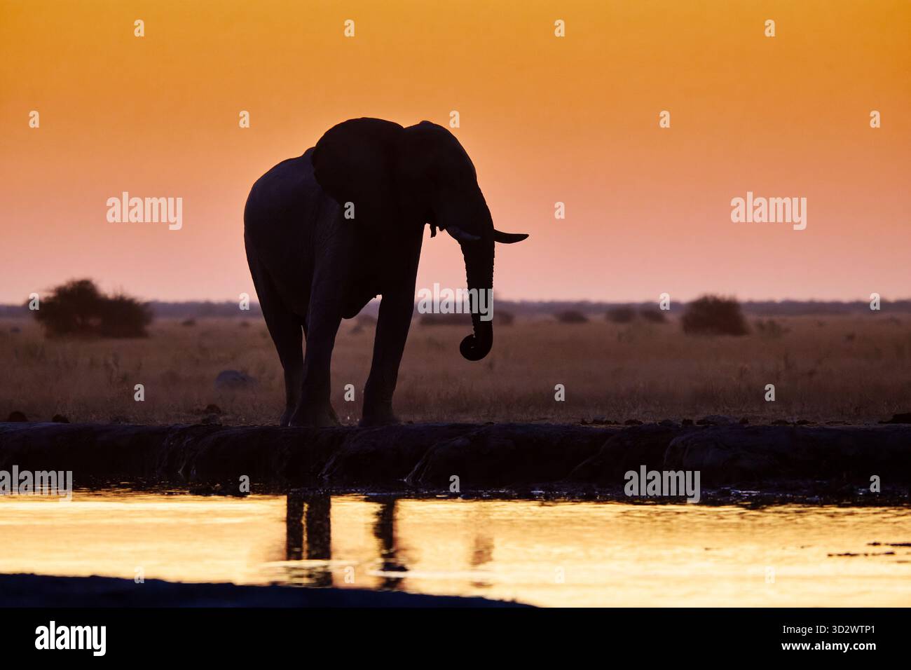 Elefante africano maschio (Loxodonta africana) durante il tramonto alla sorgente, Nxai Pan National Park, Botswana Africa Foto Stock