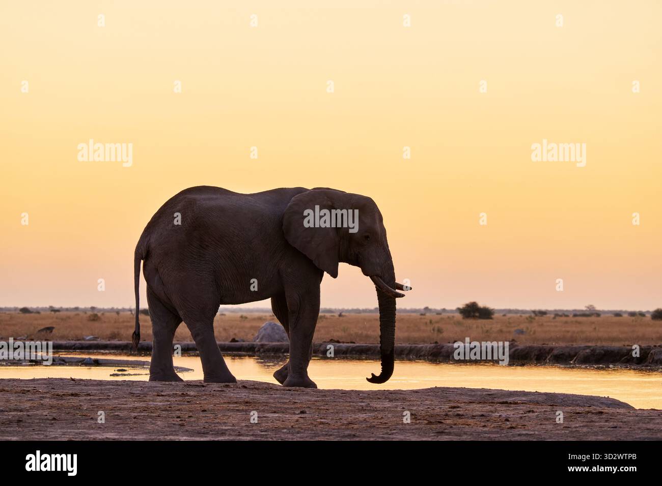 Elefante africano maschio (Loxodonta africana) durante il tramonto alla sorgente, Nxai Pan National Park, Botswana Africa Foto Stock