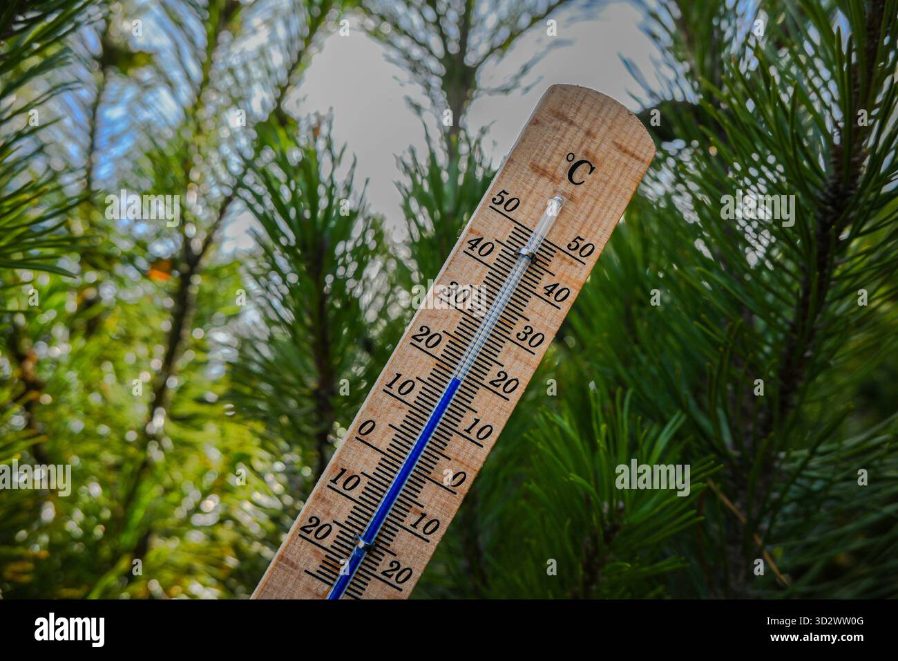 Termometro in legno che mostra una temperatura calda con fogliame di pino verde sullo sfondo. Foto Stock