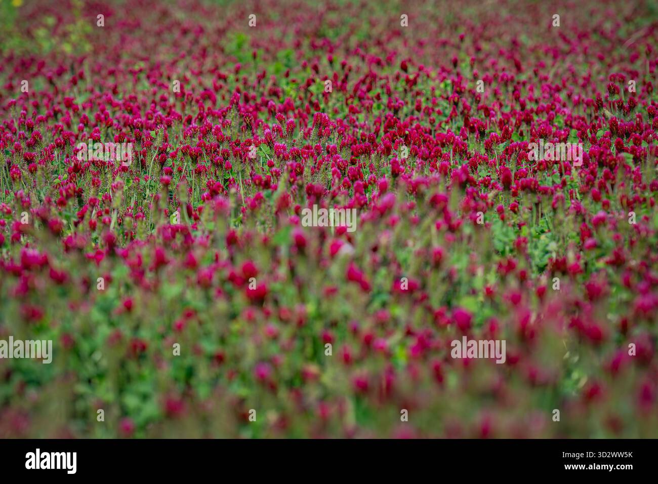 Primo piano di fiori di trifoglio viola in fiore, evidenziando i petali delicati e la texture naturale in un campo verde Foto Stock