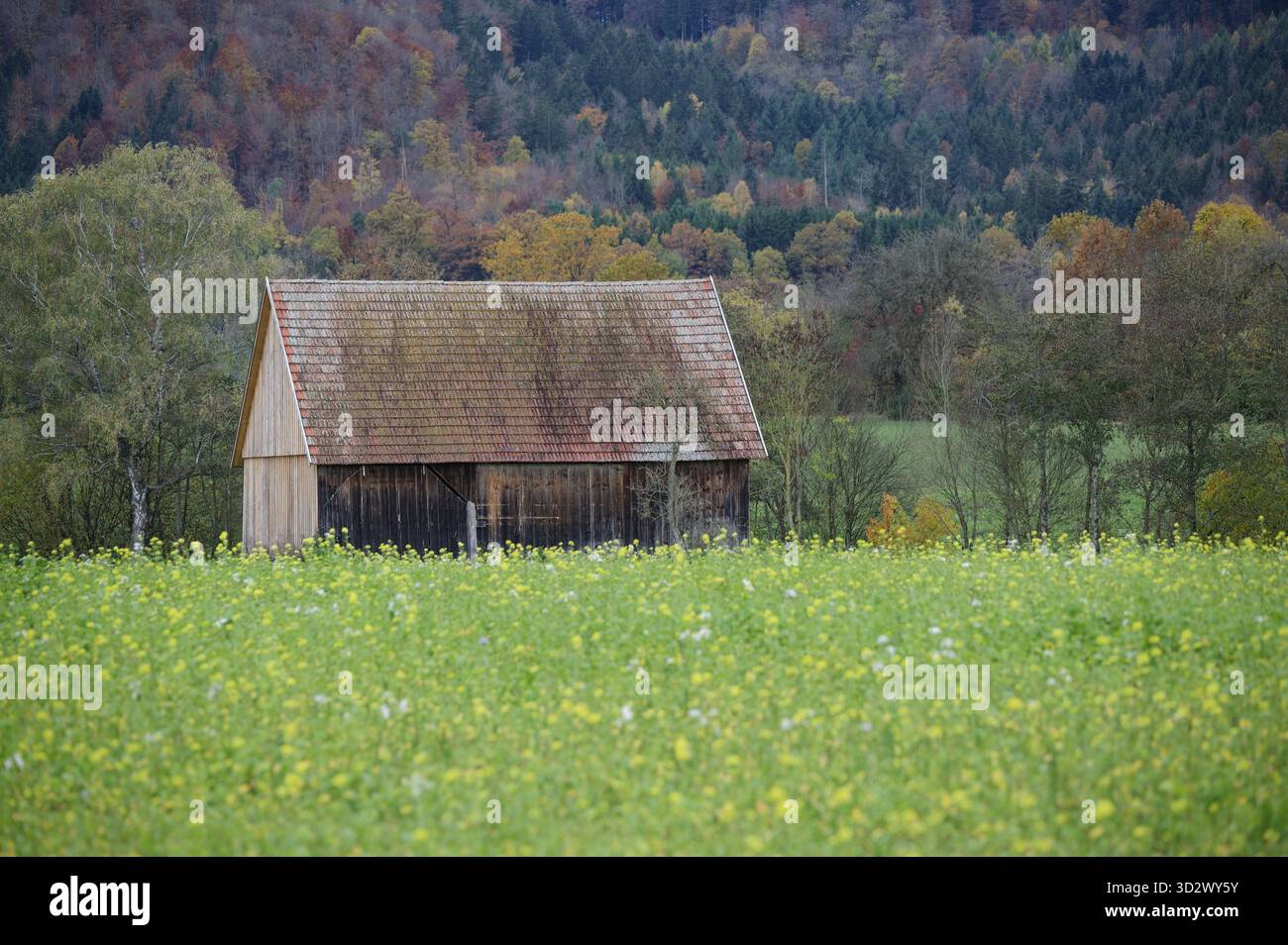 Autunno d'oro nel parco naturale della foresta sveva-Franconica, Starkholzbach, Bibersfeld, passeggiate, area ricreativa, Schwaebisch Hall, Hohenlohe, Ger Foto Stock