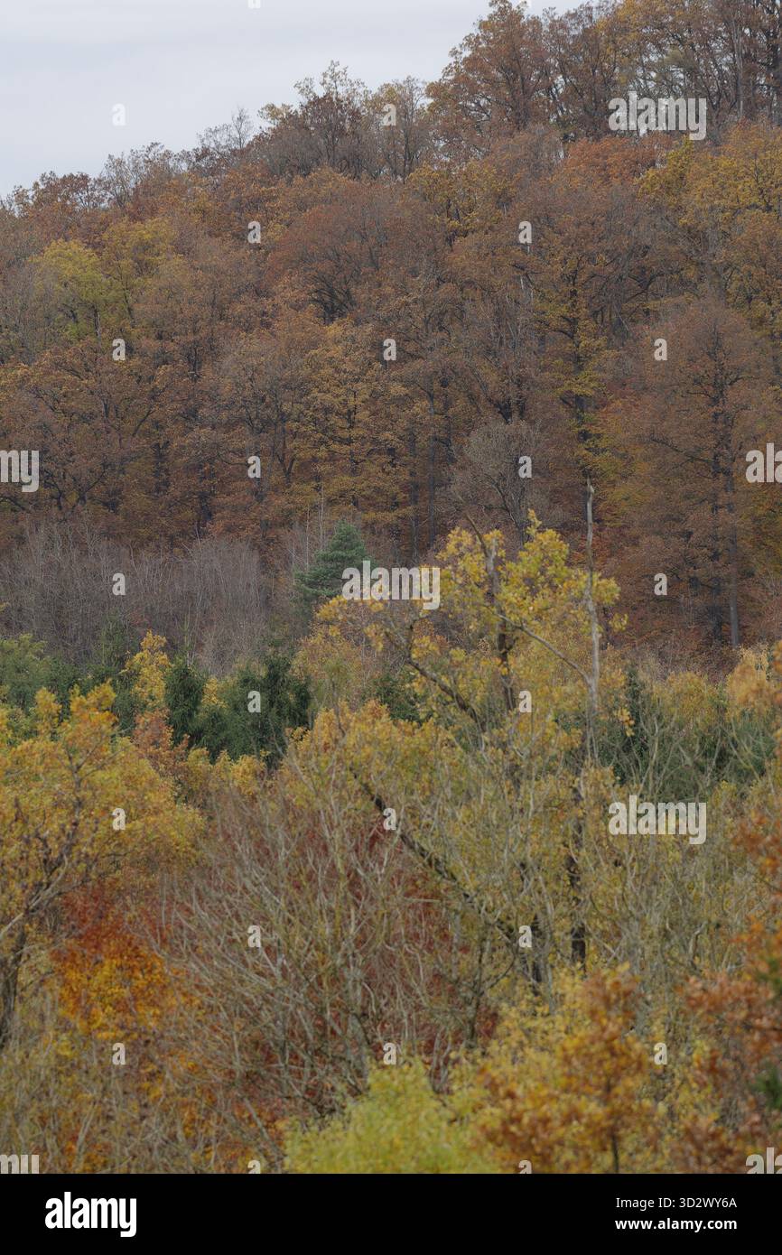 Vista dell'autunnale Streifleswald, parco naturale della foresta sveva-Franconica, Schwaebisch Hall, Hohenlohe, Germania Foto Stock
