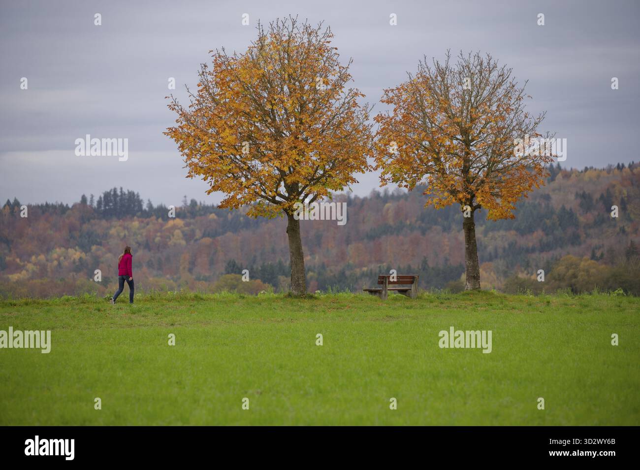 Autunno d'oro nel parco naturale della foresta sveva-Franconica, Starkholzbach, Bibersfeld, passeggiate, area ricreativa, Schwaebisch Hall, Hohenlohe, Ger Foto Stock