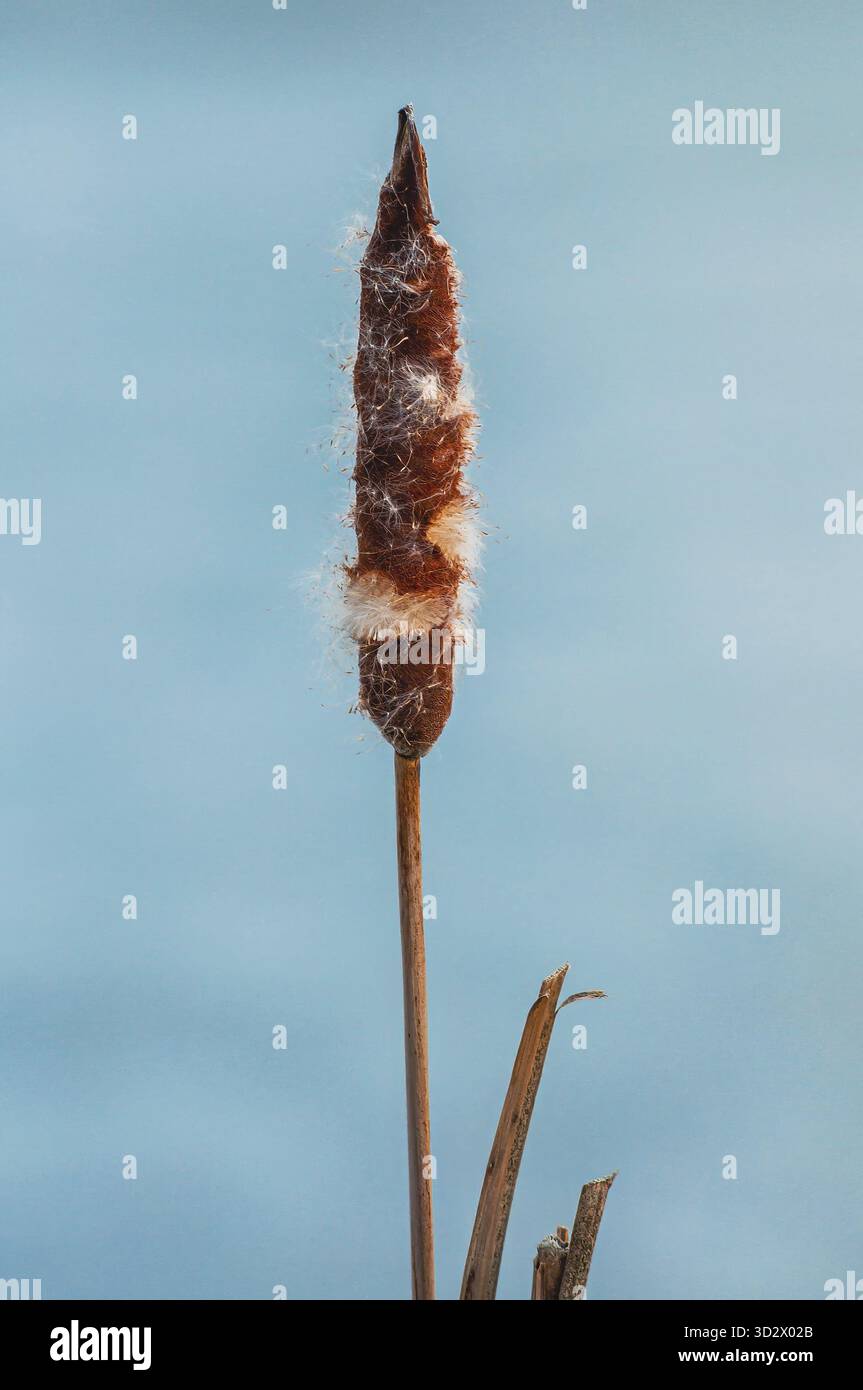 Un'alta pianta di coda di gatto con soffici semi si erge su uno sfondo sereno e azzurro Foto Stock
