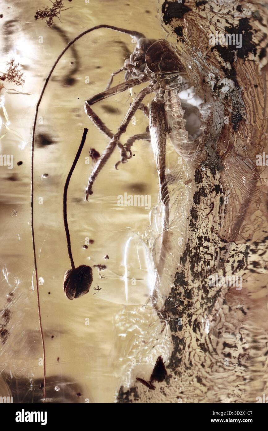 Inclusione del cricchetto (Gryllidae) vicino allo stallo dei fiori nell'ambra baltica dell'Eocene, che mostra una bella resina stratificata e detriti organici Foto Stock