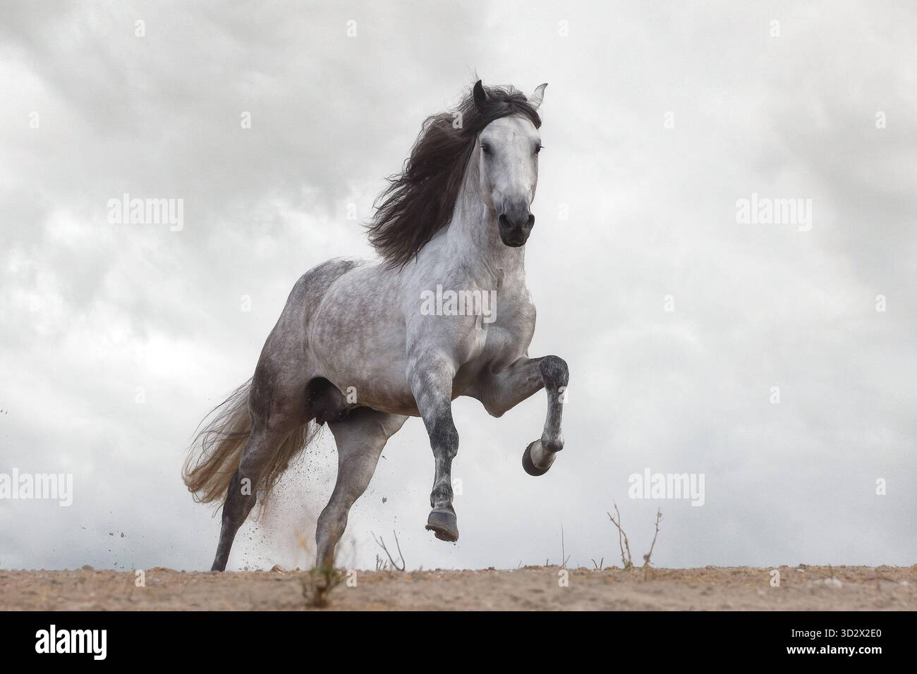 Il cavallo spagnolo puro (pura Raza Espaola) è un'antica razza della penisola iberica in Spagna e strettamente imparentata con il Lusitano. Foto Stock