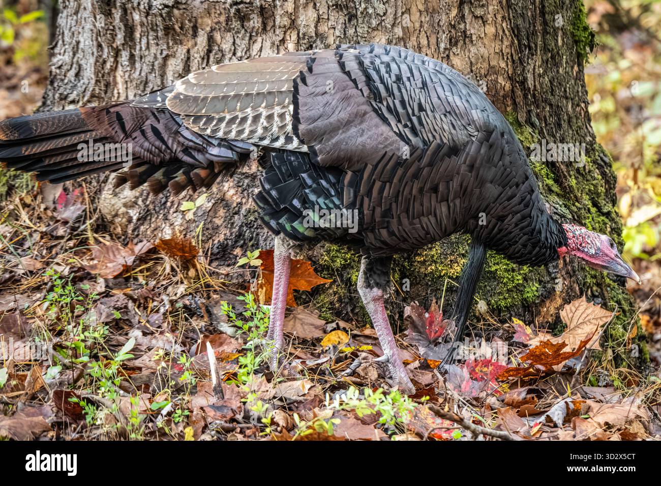 tacchino selvaggio (Meleagris gallopavo) a Cades Cove vicino a Townsend, Tennessee, nel Great Smoky Mountains National Park. (USA) Foto Stock