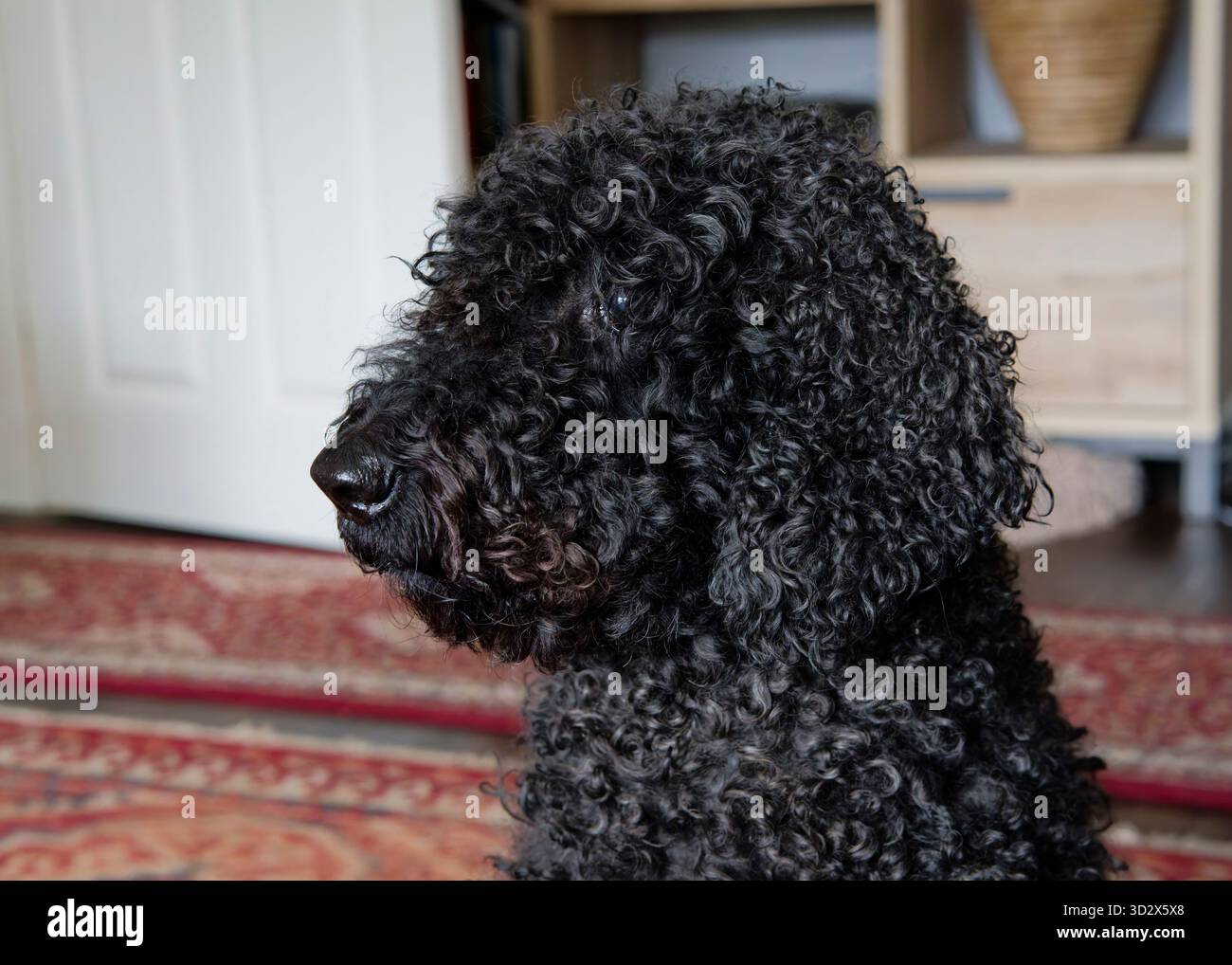 La testa di un bellissimo Labradoodle nero dai capelli ricci, fotografato di profilo all'interno della casa del proprietario Foto Stock