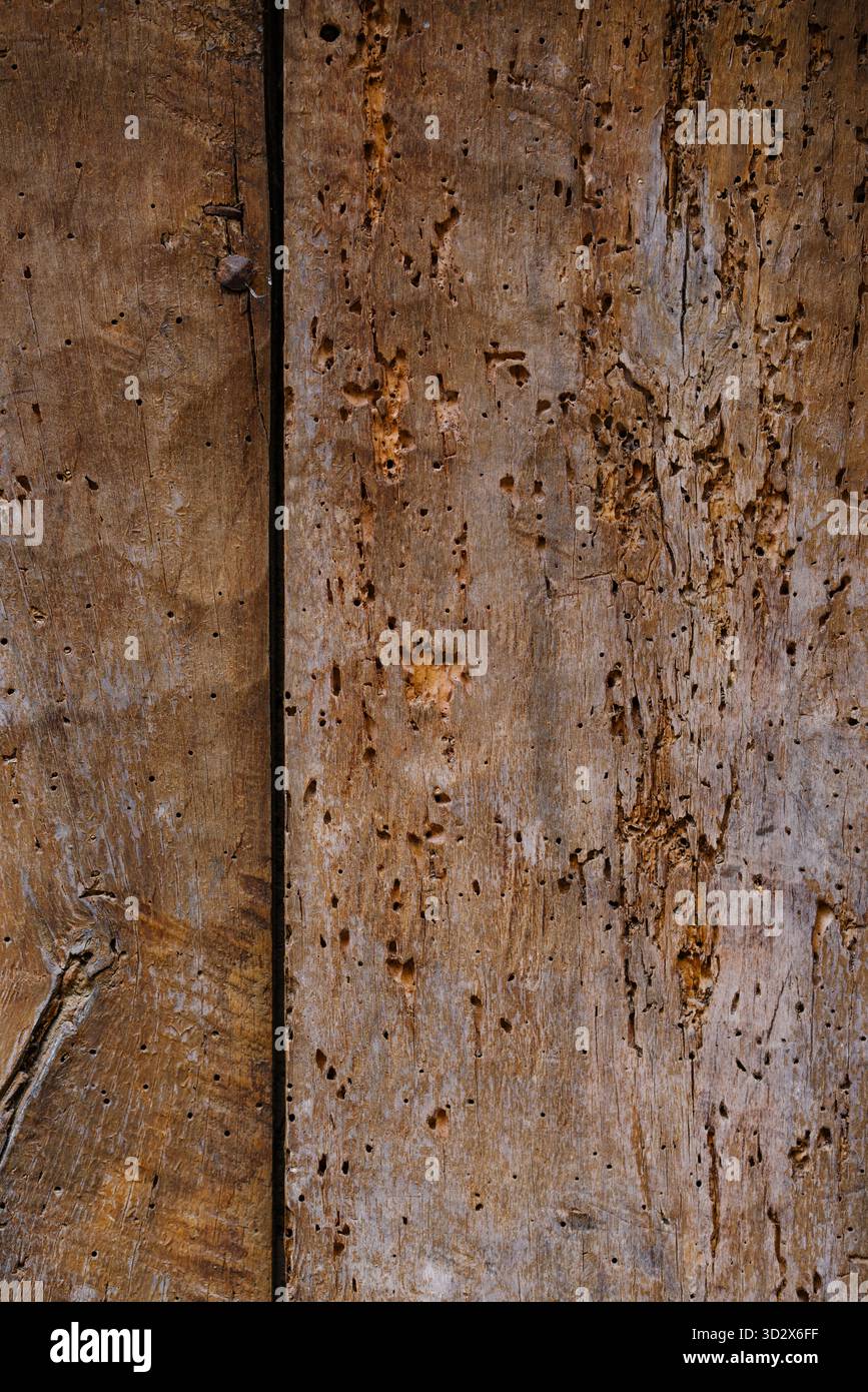 Primo piano di una superficie in legno spaccata e intemprata con ricche linee naturali e motivi organici. Una vista dettagliata del legno invecchiato Foto Stock