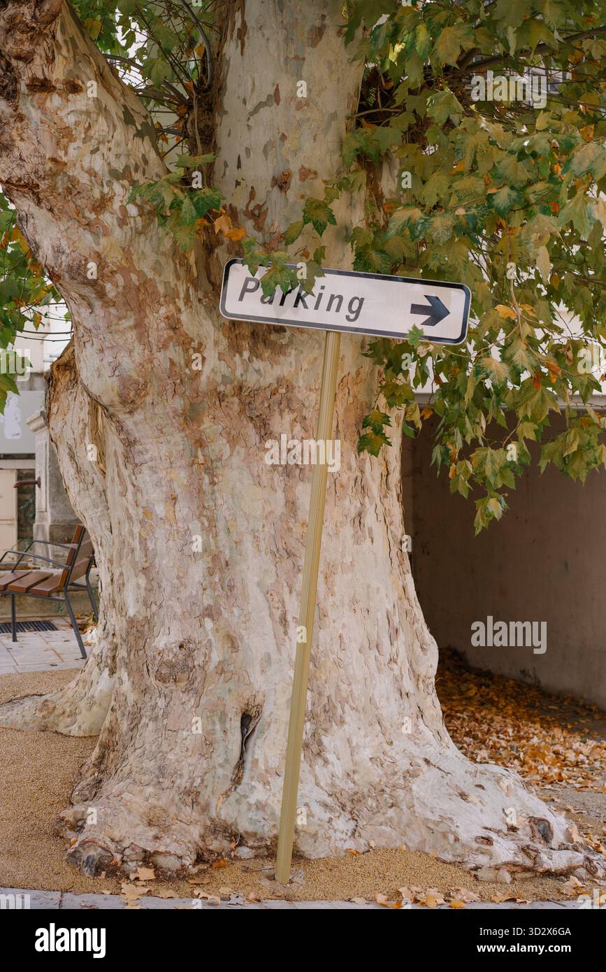 Cartello di parcheggio inclinato appoggiato su un massiccio platano con foglie autunnali in una piccola città europea. Foto Stock