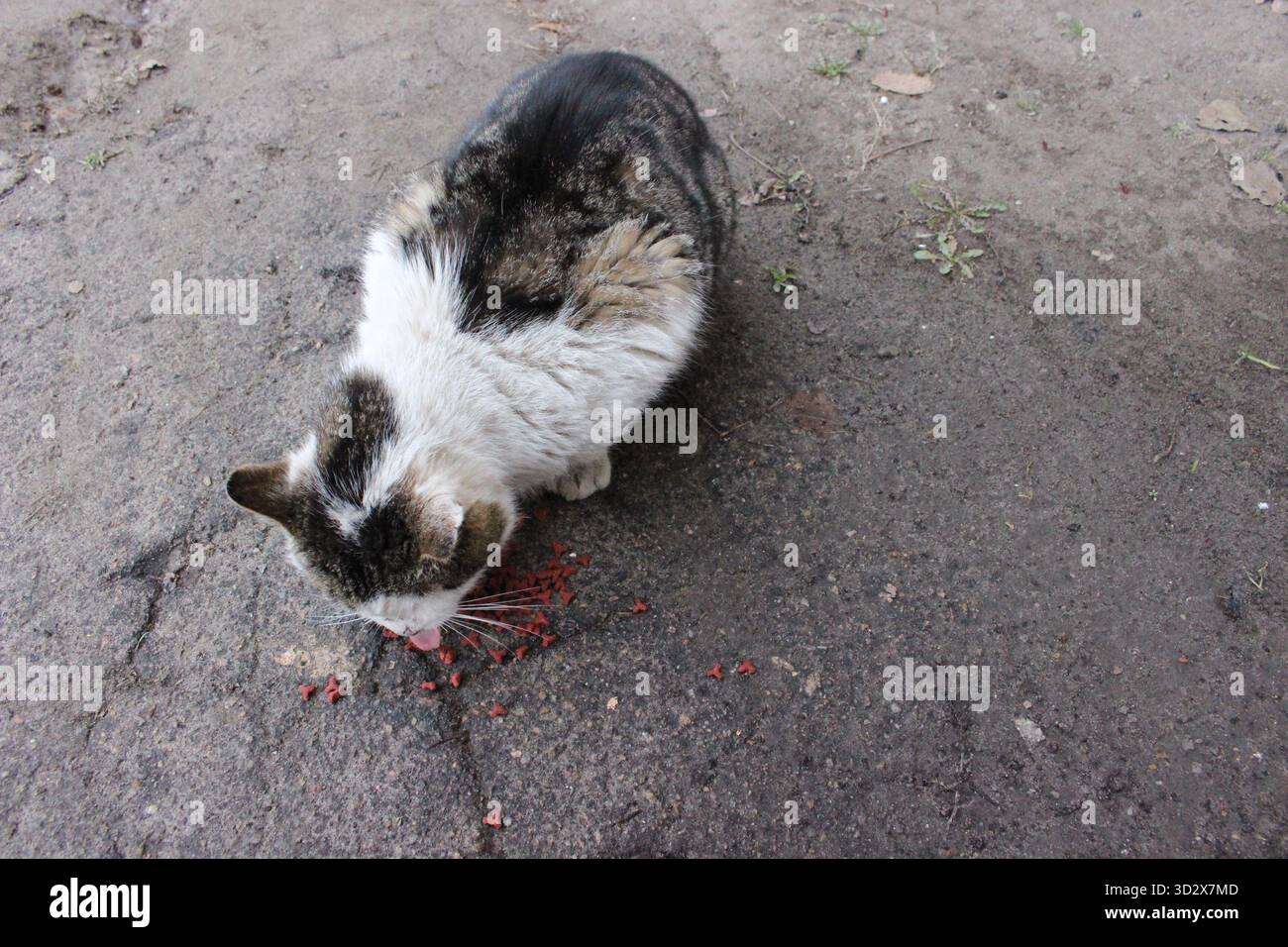 Un gatto randagio che mangia cibo sul marciapiede nel distretto di Moskalivka, Kharkiv, Ucraina, durante la guerra, 2024. Foto Stock