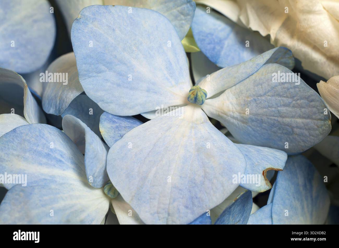 Uno scatto ravvicinato mostra la delicata bellezza delle ortensie che fioriscono in sfumature di blu e bianco tenue, un piacere visivo per gli occhi Foto Stock
