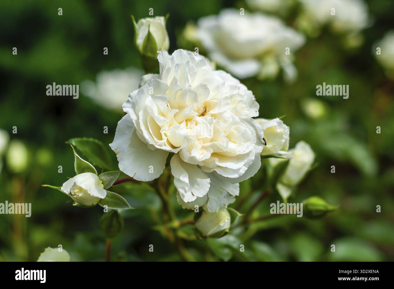 Una rosa bianca completamente fiorita Susan Williams-Ellis con diverse gemme chiuse viene catturata in uno scatto ravvicinato, circondata da un lussureggiante fogliame verde Foto Stock
