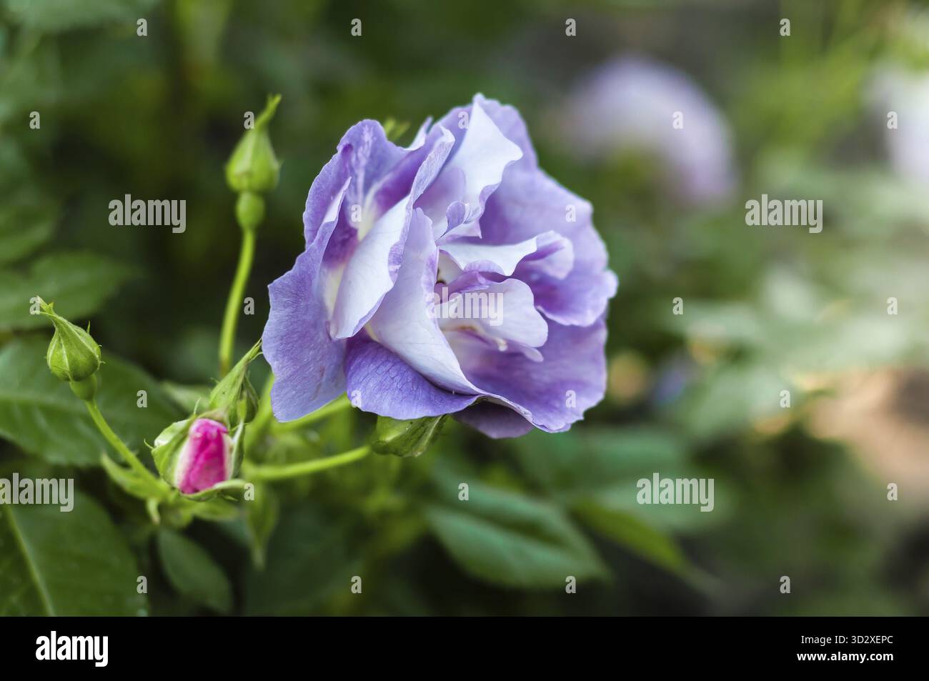 Una rosa viola in fiore, con altre cime di rosa nelle vicinanze, mette in mostra i suoi delicati petali e i colori vivaci su uno sfondo verde morbido Foto Stock