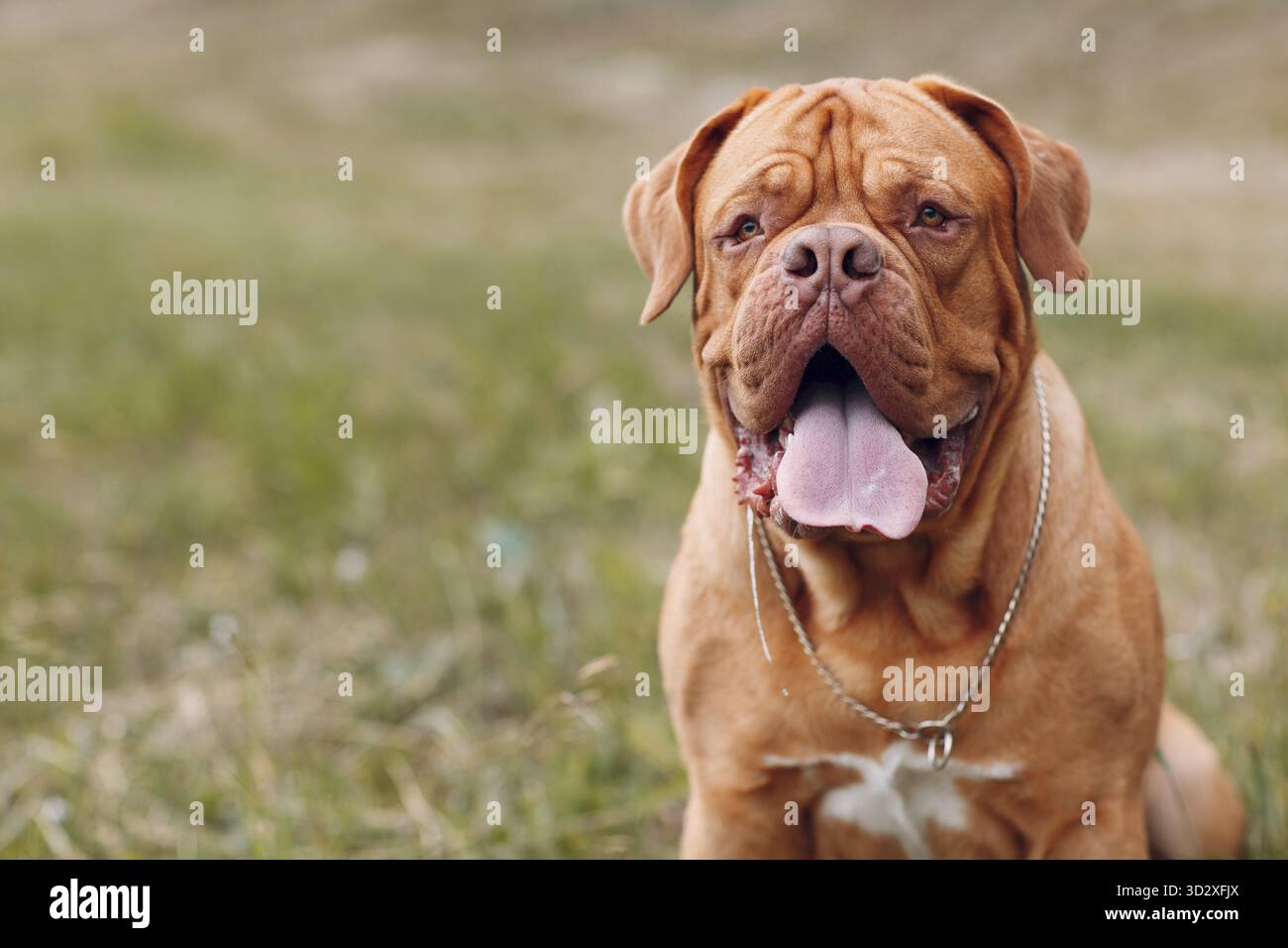 Ritratto Dogue de Bordeaux. Purebred francese Mastiff cane Foto Stock