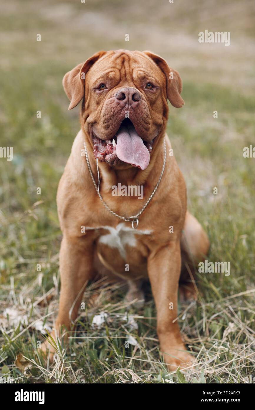 Ritratto Dogue de Bordeaux. Cane francese Mastiff animale domestico Foto Stock