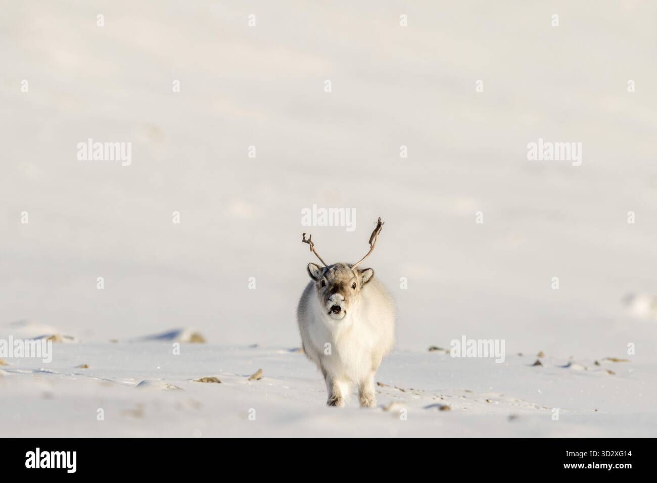 Renna selvatica delle Svalbard, Rangifer tarandus platyrhynchus, con piccole corna. Guardando in camera, bocca aperta come se stesse parlando o grattando. Copia spazio. Foto Stock