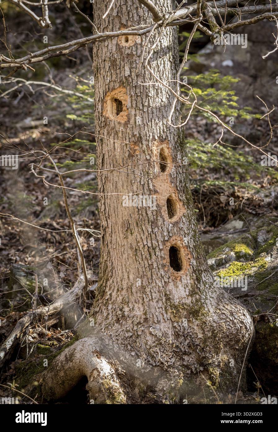 Tronco di albero con diversi fori realizzati dal picchio nero, Dryocopus martius, in cerca di cibo all'interno dell'albero Foto Stock