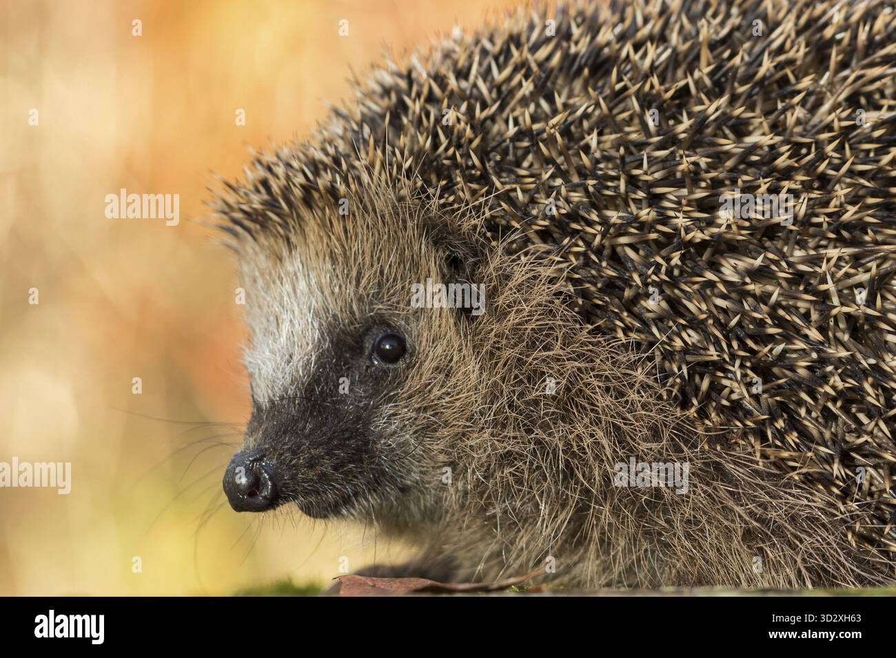 Chiudi il ritratto del riccio nei colori autunnali arancione, verde e giallo Foto Stock