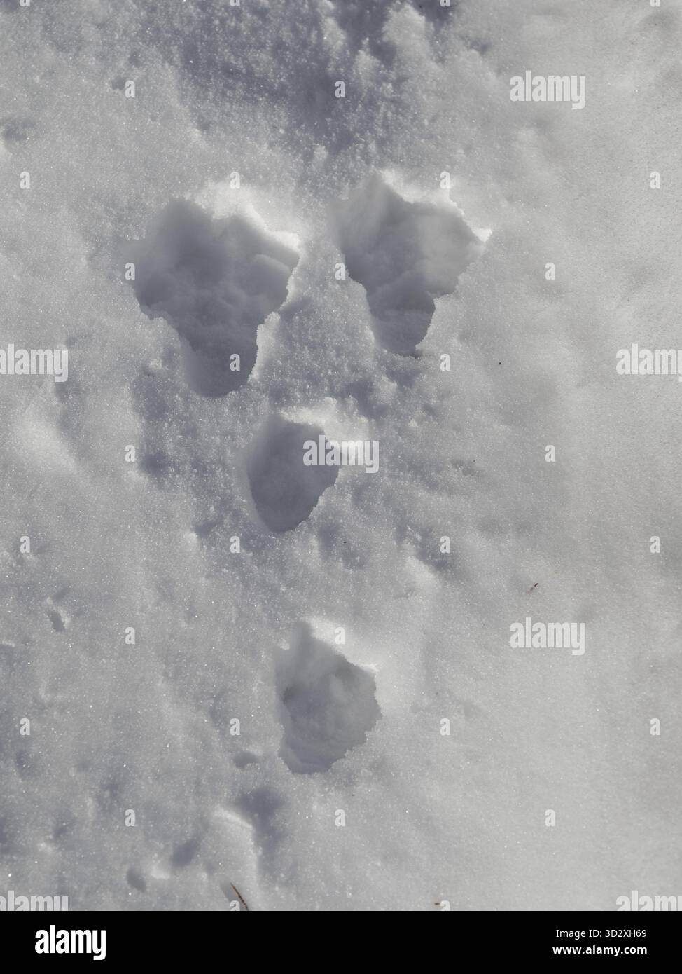 Tracce della Lepre, Lepus timidus, sulla neve in Norvegia Foto Stock