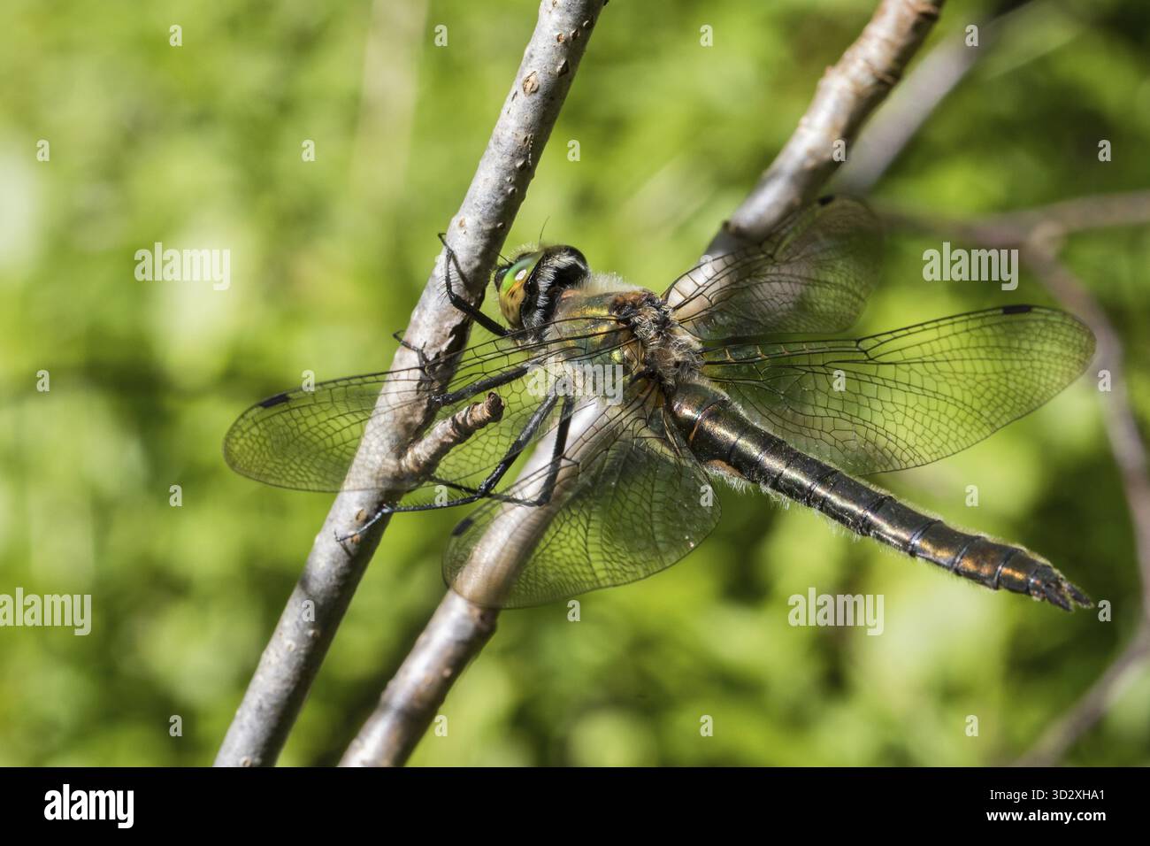 Downy Emerald Dragonfly - Cordulia aenea - donna seduta su un ramo Foto Stock