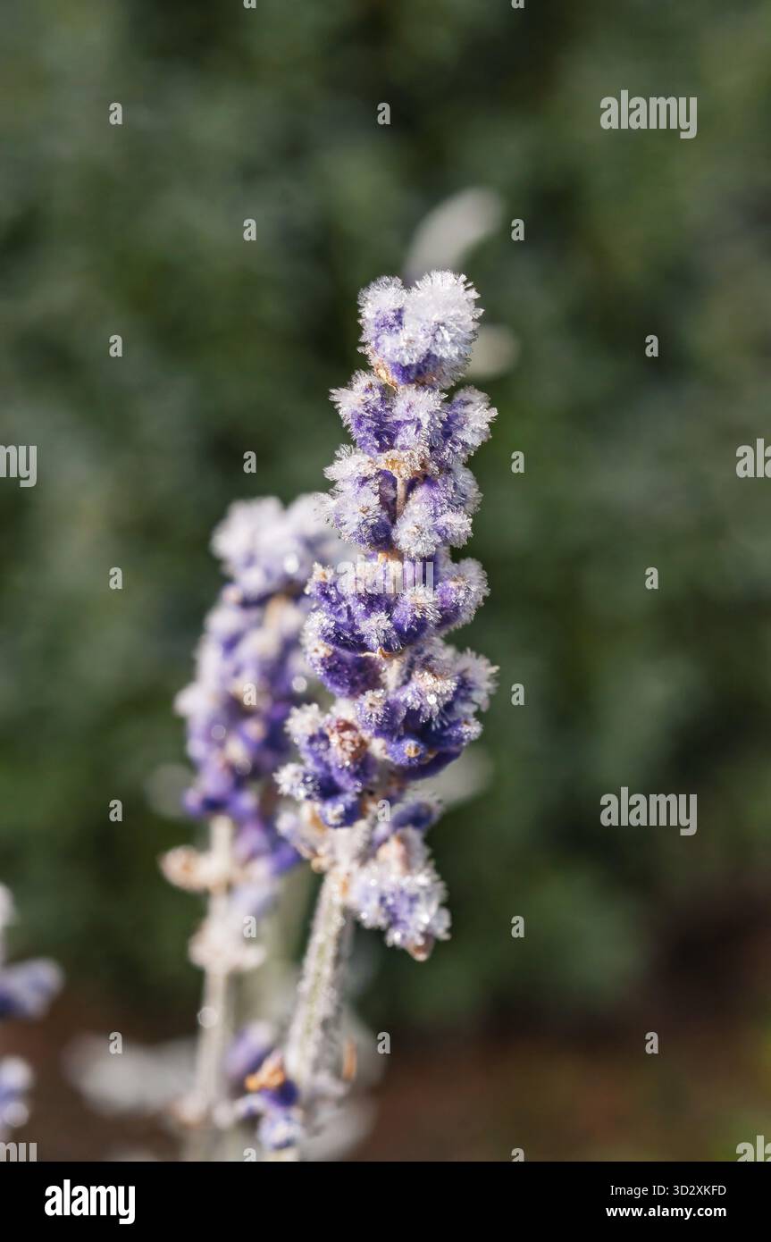 Primo piano di lavanda ghiacciata, che mostra il suo delicato fascino invernale e la texture ghiacciata Foto Stock
