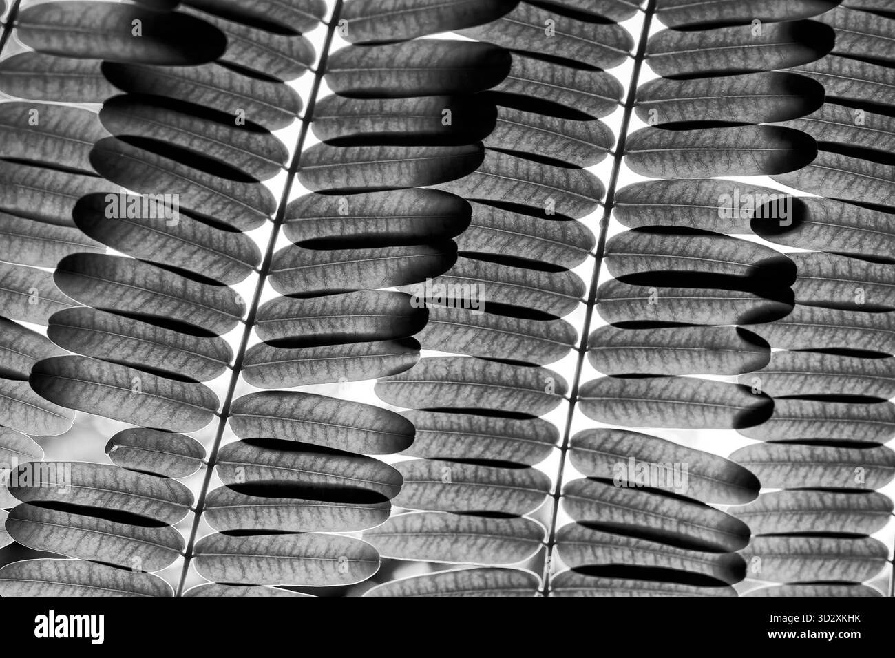 Bianco e nero, primo piano dettaglio manipolato di una fronte di felce ornamentale. Foto Stock