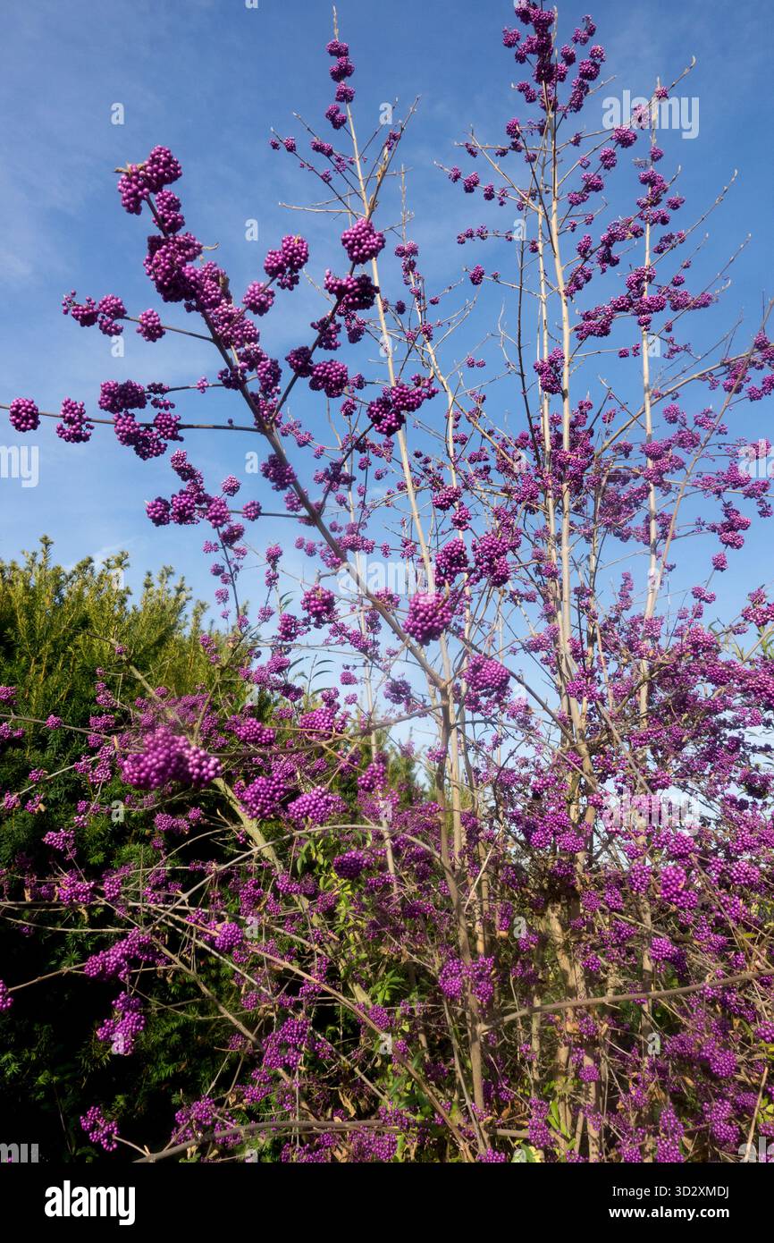 Callicarpa bodinieri profusion, beautyberry, frutta, semi di bacche, arbusti di piante da giardino Beautyberry Callicarpa arbusto autunnale Foto Stock