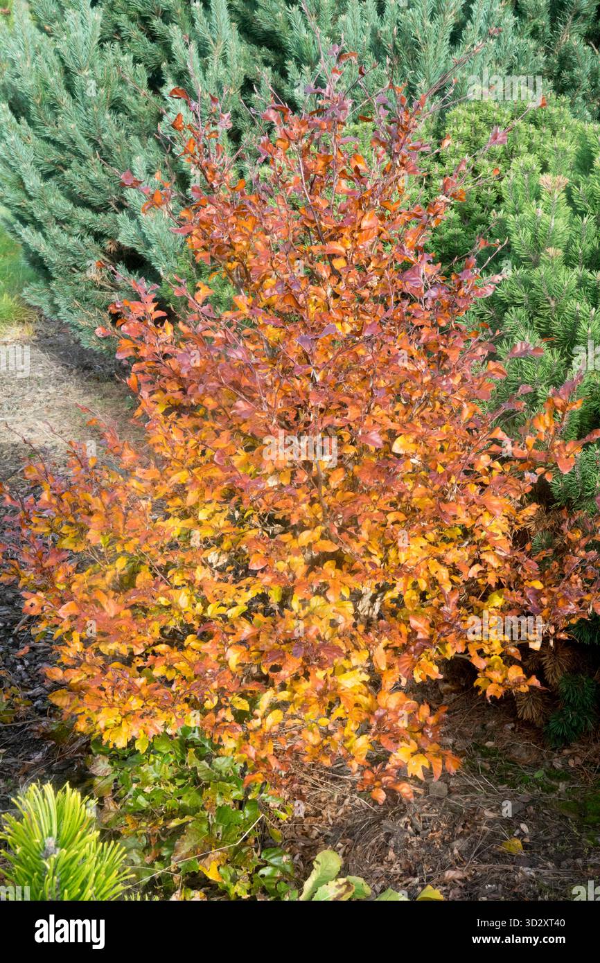 Faggio europeo, Fagus sylvatica 'Annys Red spine', deciduous, Autumn Colour, novembre Foto Stock