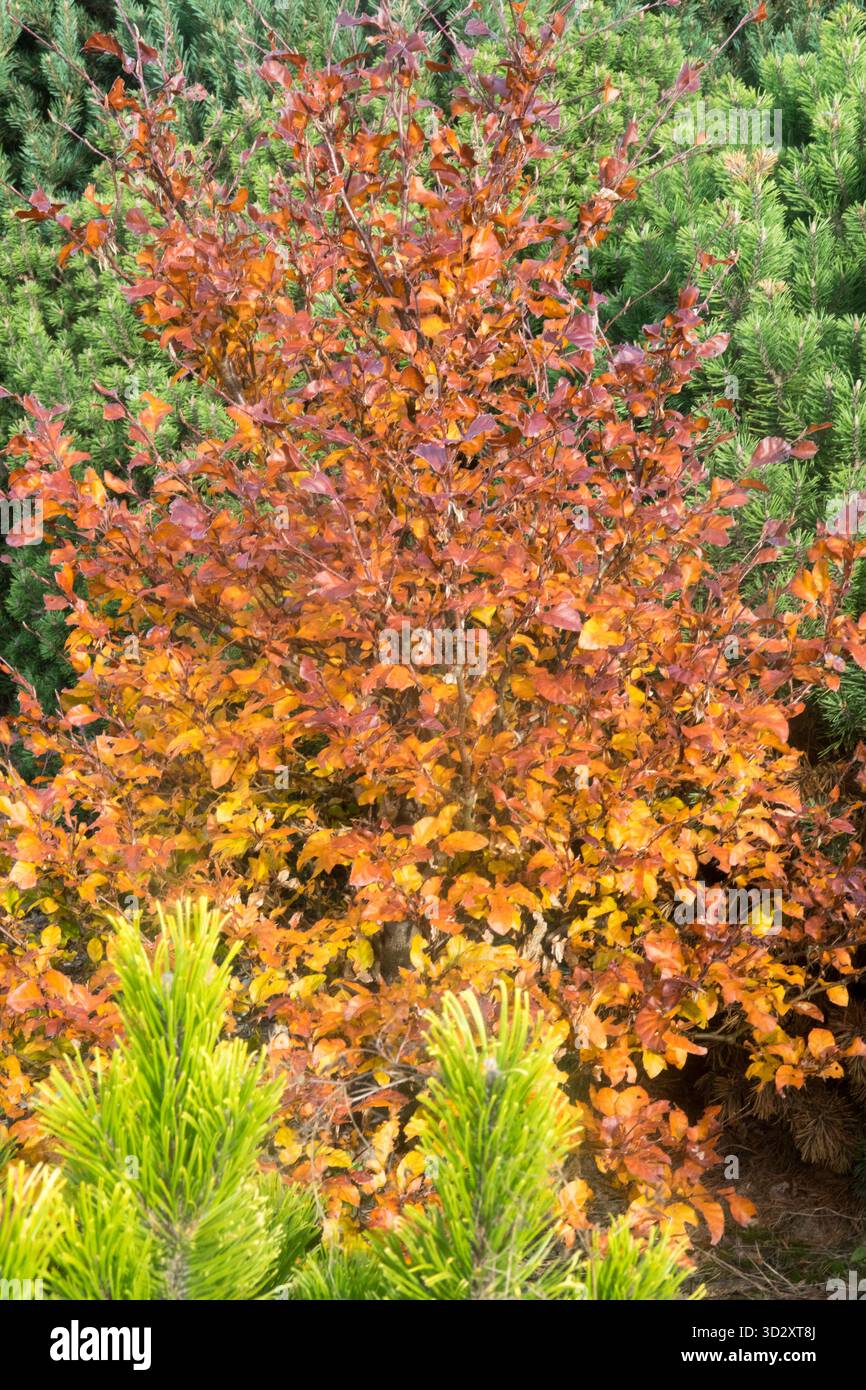 Faggio europeo, Fagus sylvatica "Annys Red spine", deciduous, Bronze Cooper Autumn Color, Autumnal Season, October Colour, novembre Foto Stock