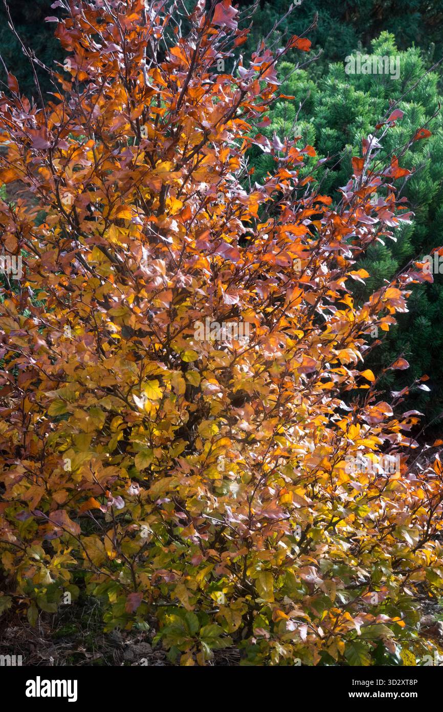 Faggio europeo, Fagus sylvatica "Annys Red spine", Foto Stock