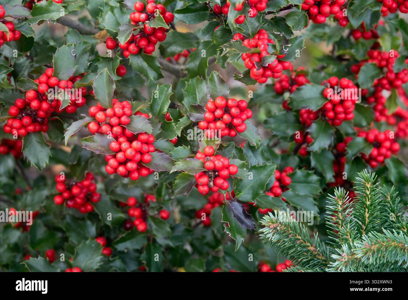 Blue Holly Ilex meserveae Blue Stallion, frutti di bosco semi di frutta, primo piano Dettagli Foto Stock