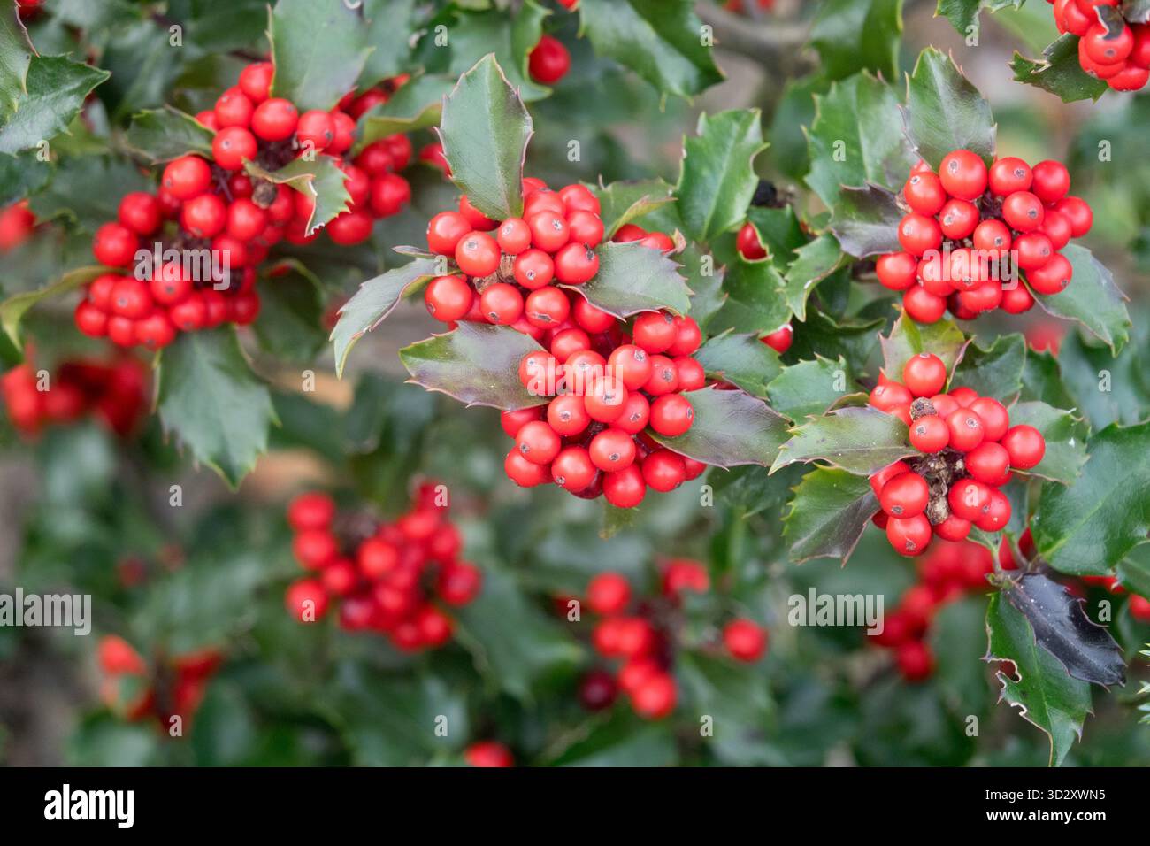 Ilex meserveae "Blue Stallion", frutta, bacche, semi primo piano Foto Stock