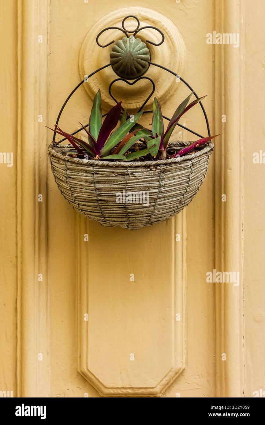 Cestello decorativo per piante in vimini montato a parete su sportello giallo con foglie verdi e viola per arredamento domestico Foto Stock