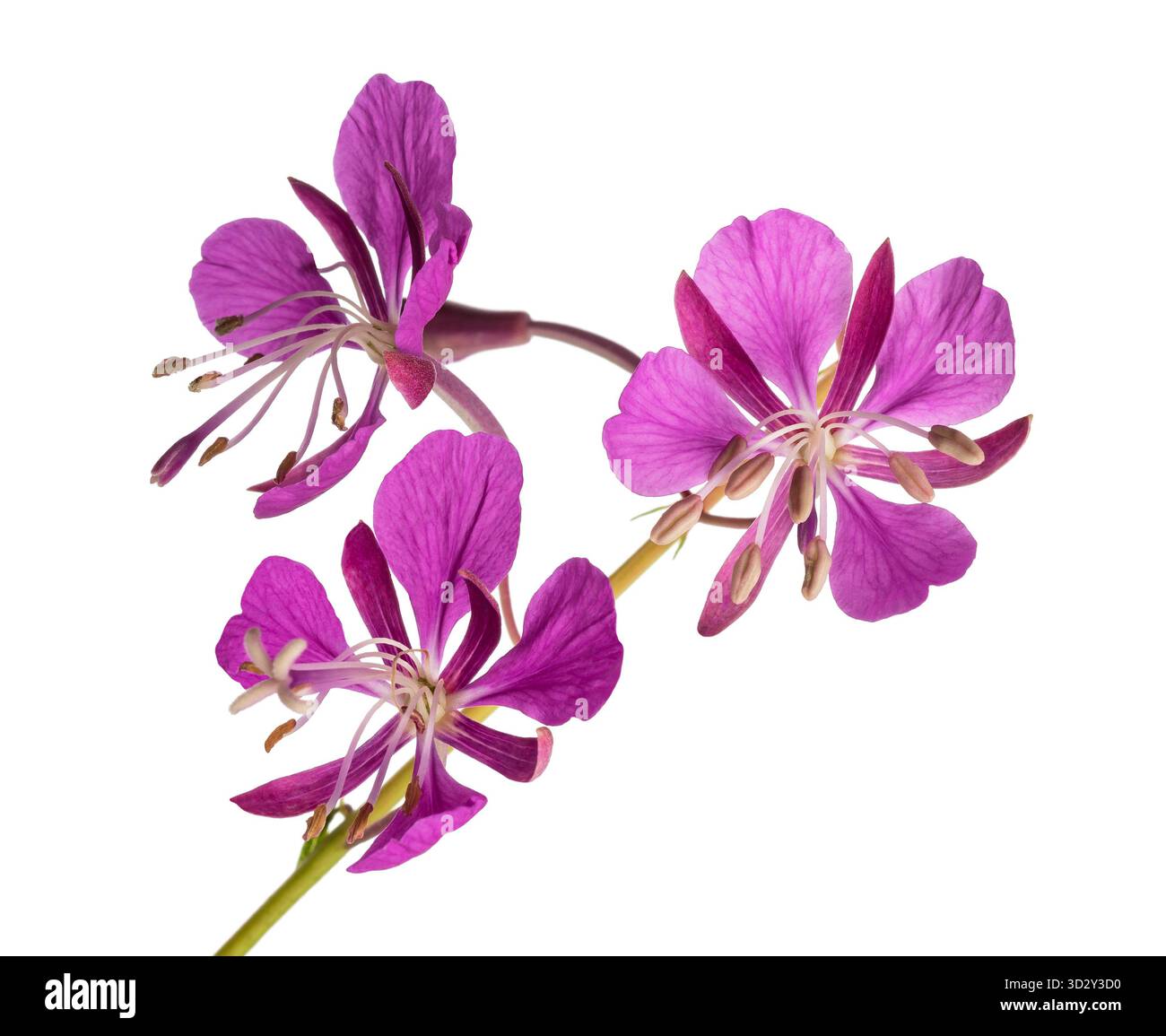 Willow Herb fiori isolati su sfondo bianco Foto Stock