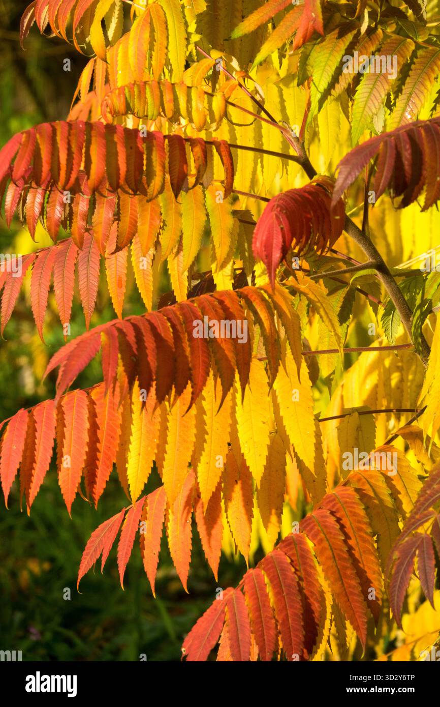 Deciduo, piante da giardino piante albero d'autunno, foglie Sumac colore autunnale Foliage Falling Rhus typhina Stag's Horn Sumach Foto Stock