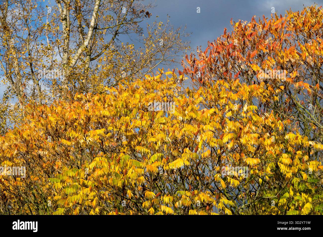 Foglie Autumn Colour Foliage Falling, Rhus typhina, Stag's Horn Sumac Foto Stock
