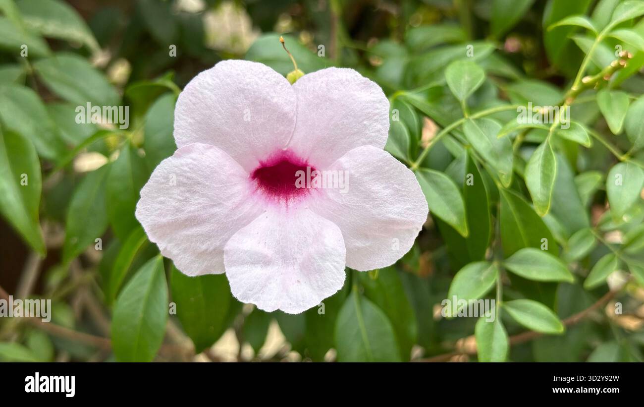 Pandorea – vite tropicale in fiore della famiglia delle Bignoniaceae originaria dell'Australia e delle isole vicine. Foto Stock