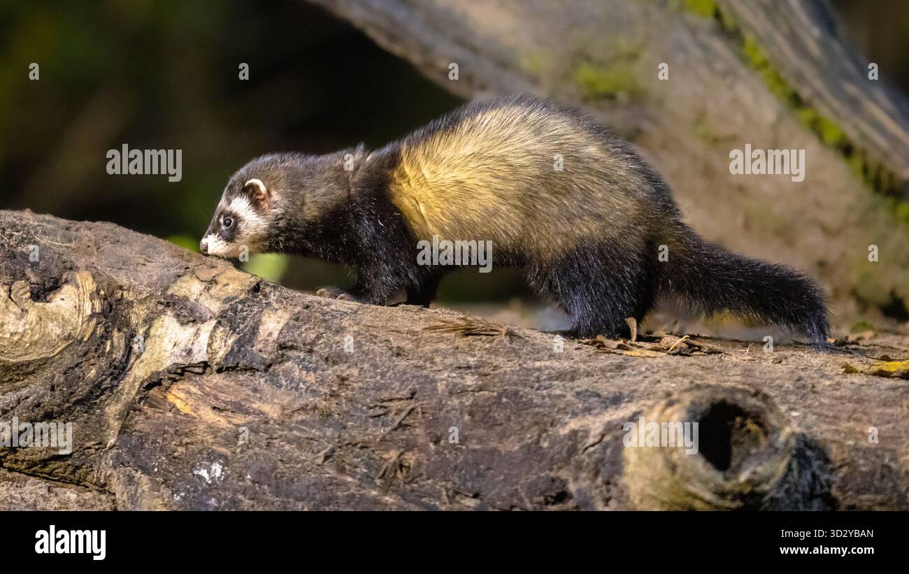 Polecat europeo (Mustela putorius) nella foresta in ambiente naturale nelle tenebre di notte. Paesi Bassi. Foto Stock