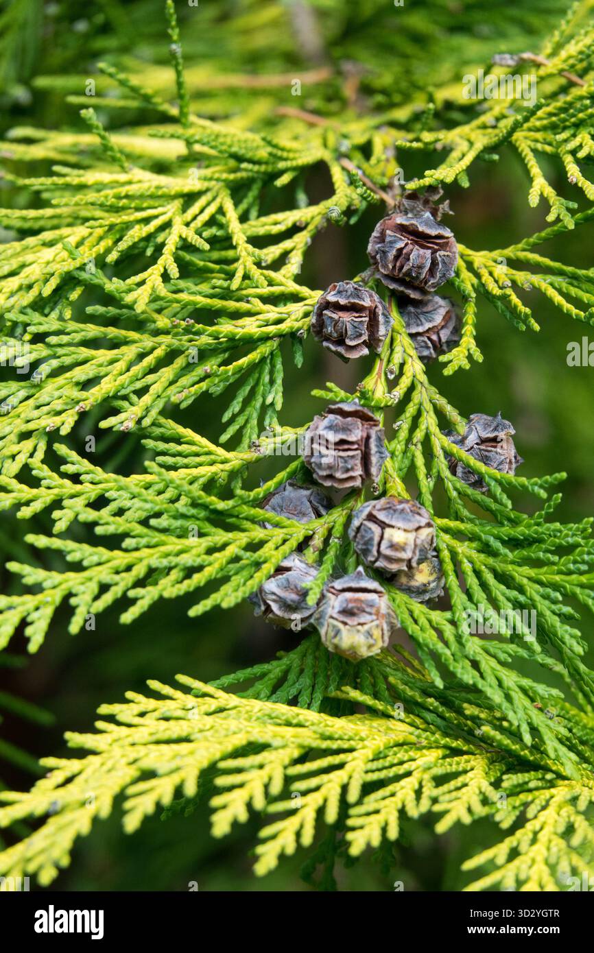 Chamaecyparis lawsoniana "Golden Wonder", Chamaecyparis, dettagli primo piano coni Dettagli primo piano cono Foto Stock